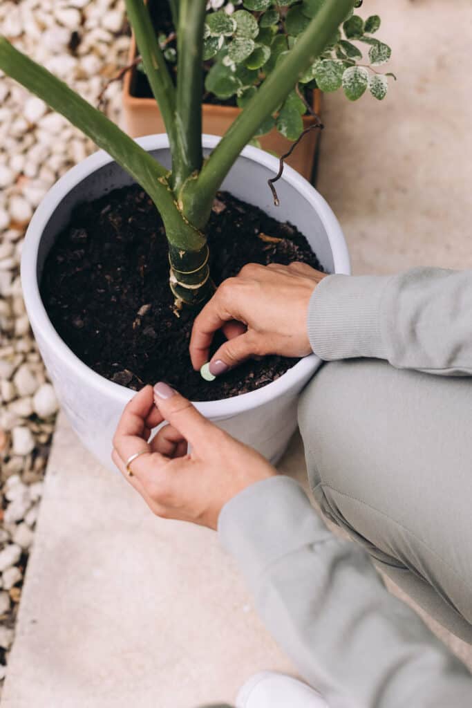 A woman potting a plant in a white potter.