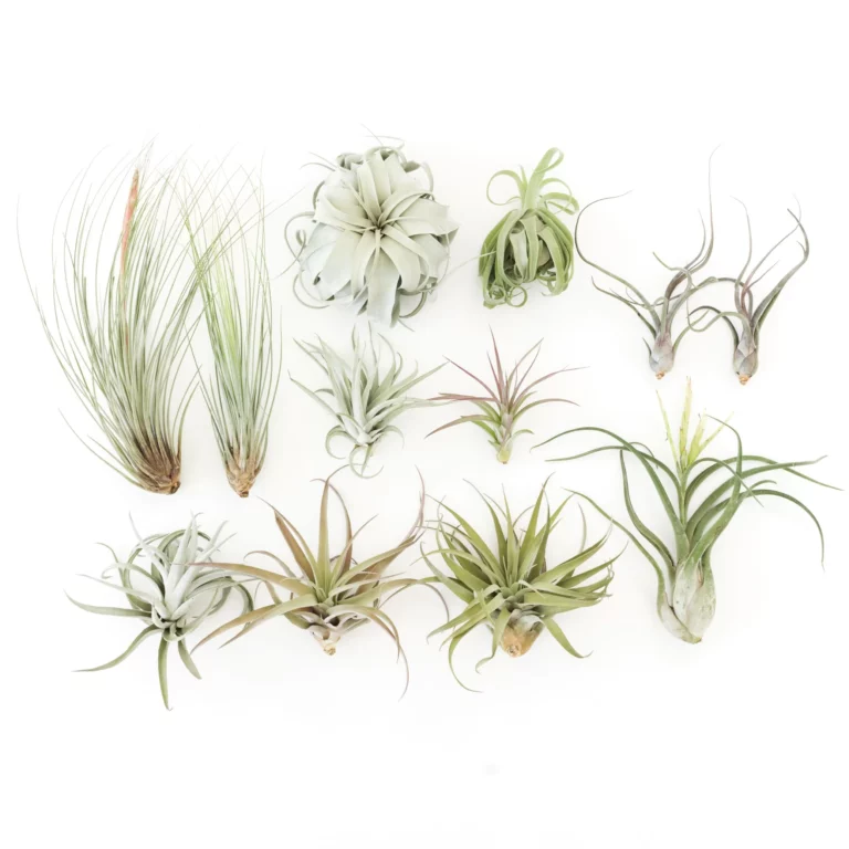 The Ultimate Guide to Growing and Maintaining Beautiful Flowering Air Plants