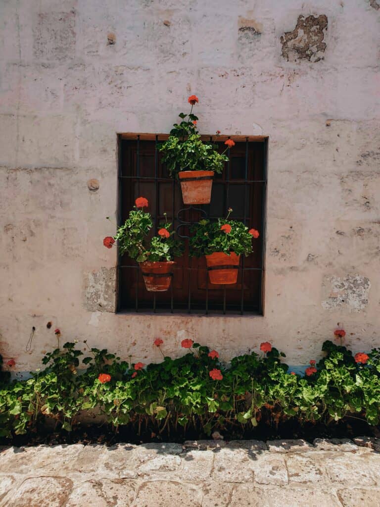 A beautiful balcony wall with rose flower pots hanging from the wall.