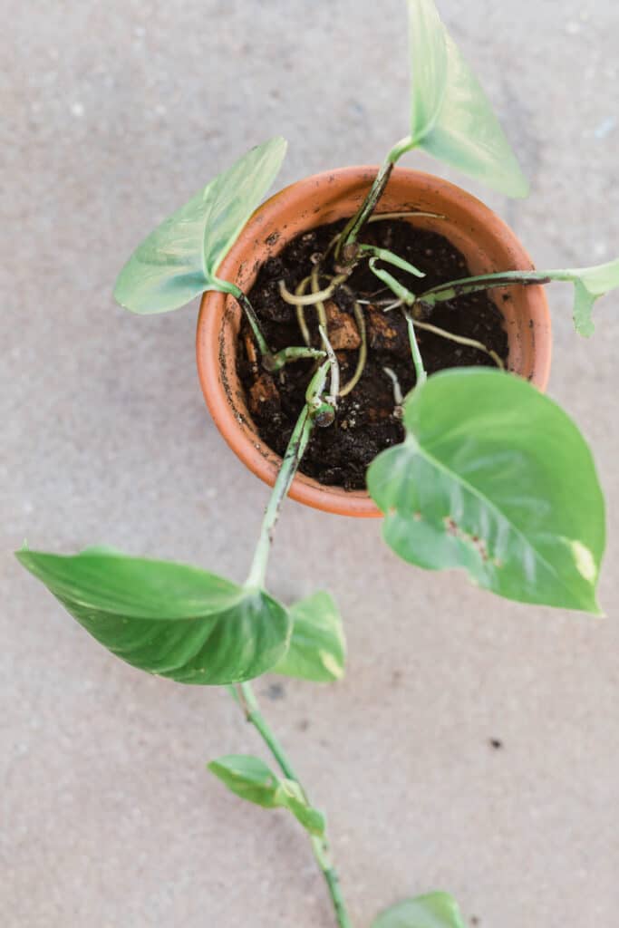 An overhead shot of a golden pothos in an orange pot.