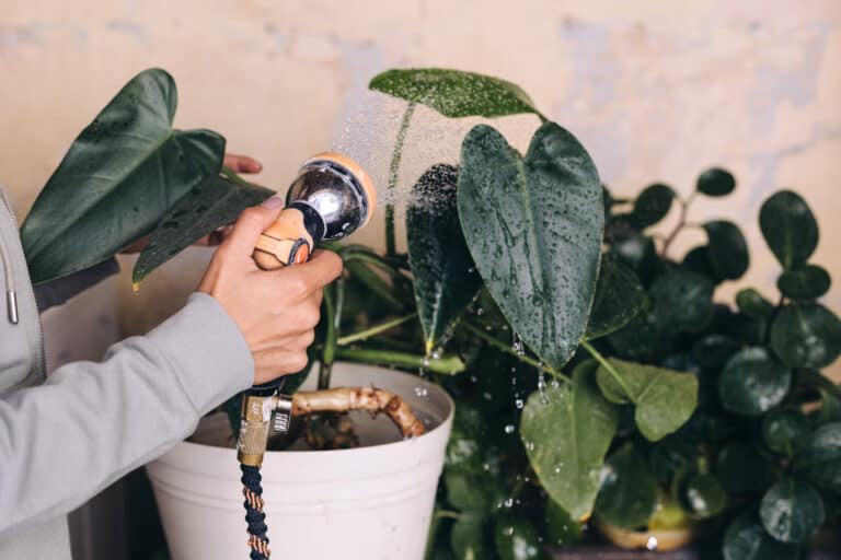 Best Soil for Indoor Plants: The Ultimate Guide to Choosing the Perfect Soil for Your Houseplants