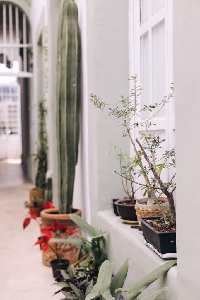 Plants lined up along the wall of a home.