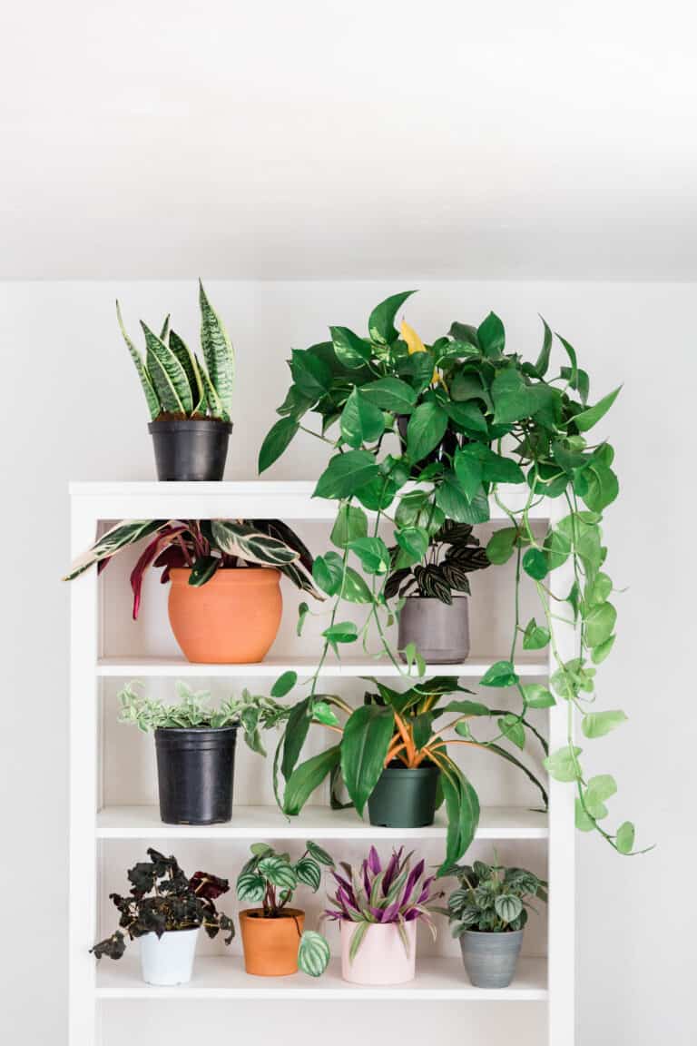 Which Indoor Plants Produce the Most Oxygen? A Comprehensive Guide