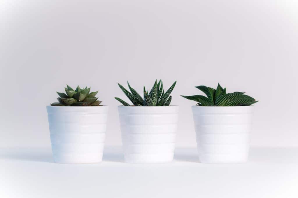 Three succulents in white pots on a white surface.