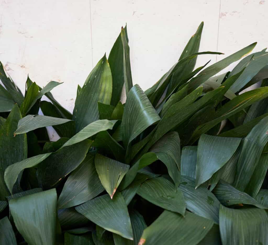 A very large cast iron plant against a white wall.