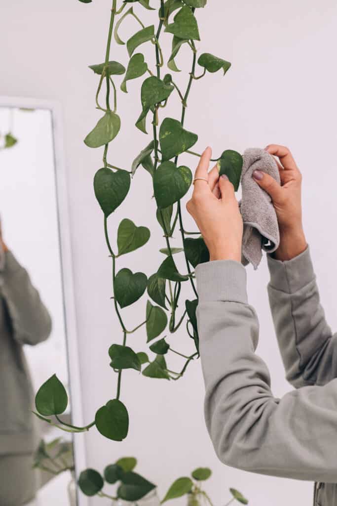 A woman cleaning the dust from the leaves of a golden pothos.