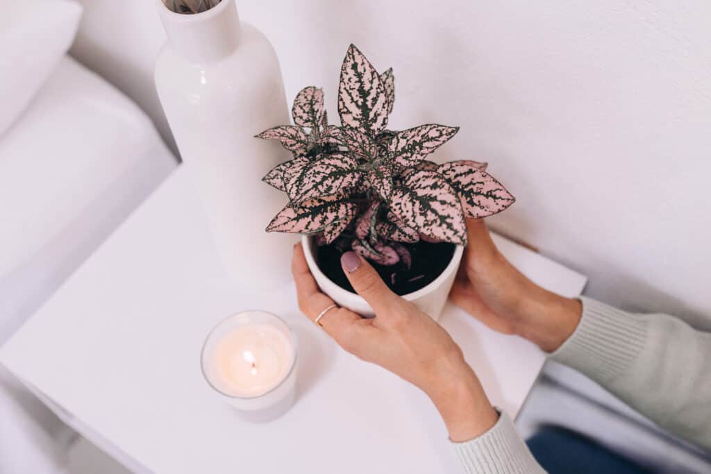 A person holding a polka dot plant in a white potter on a white night stand.