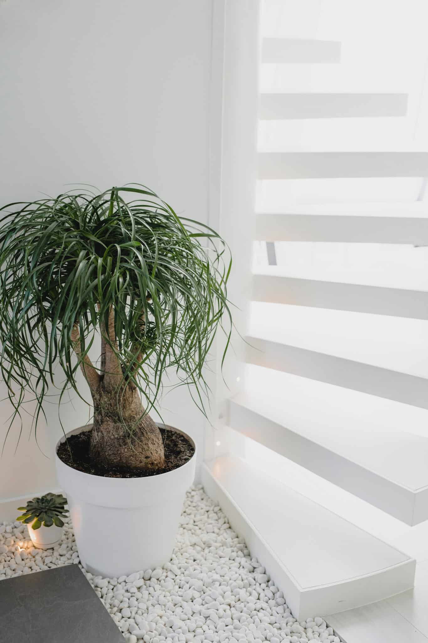 Indoor Plants That Dont Need Sunlight 1 1365x2048 
