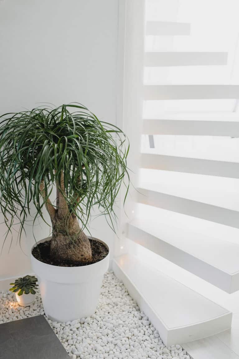 5 Indoor Plants That Don’t Need Sunlight: Your Ultimate Guide to Effortless Greenery