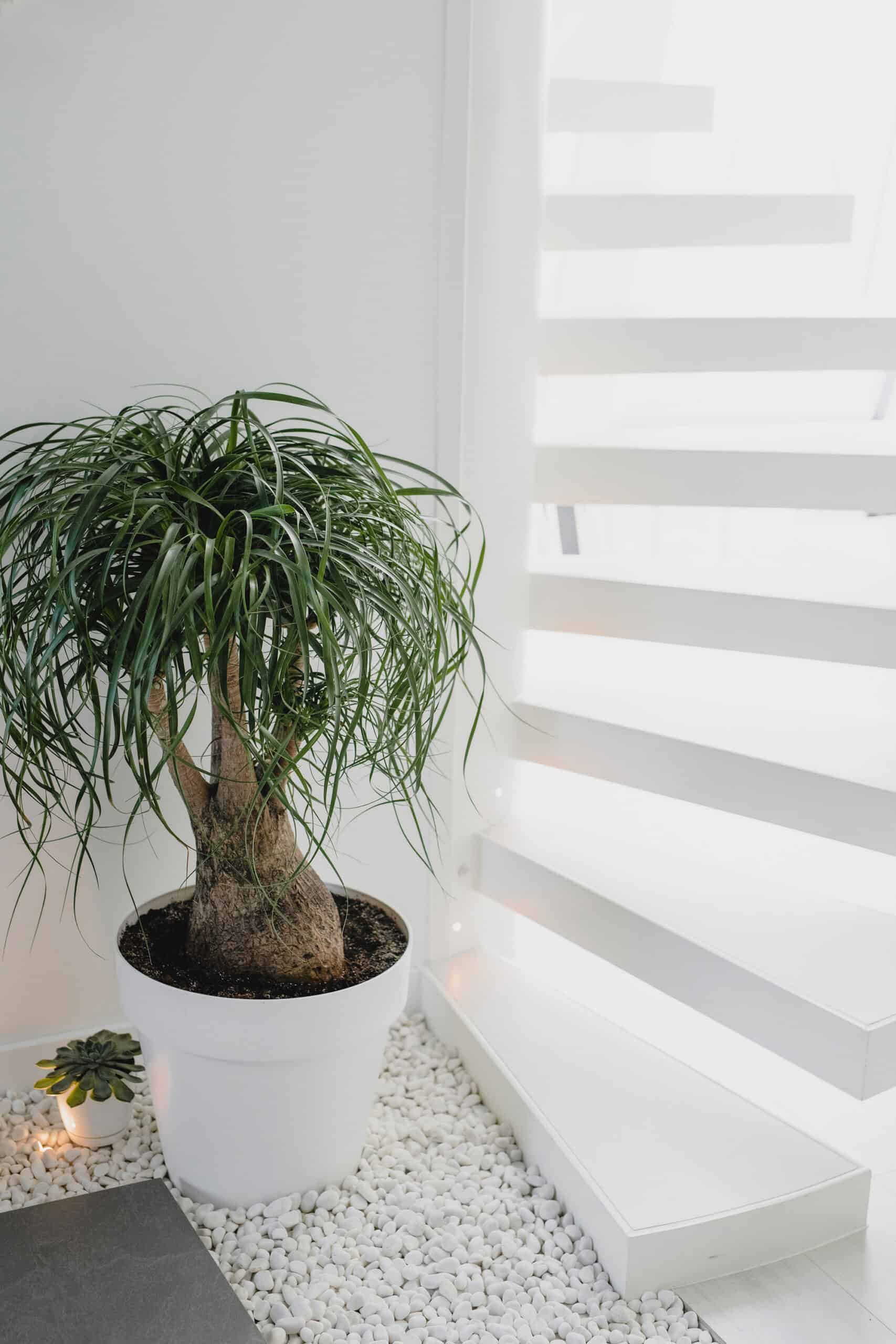 A ponytail palm tree next to a set of white stairs.