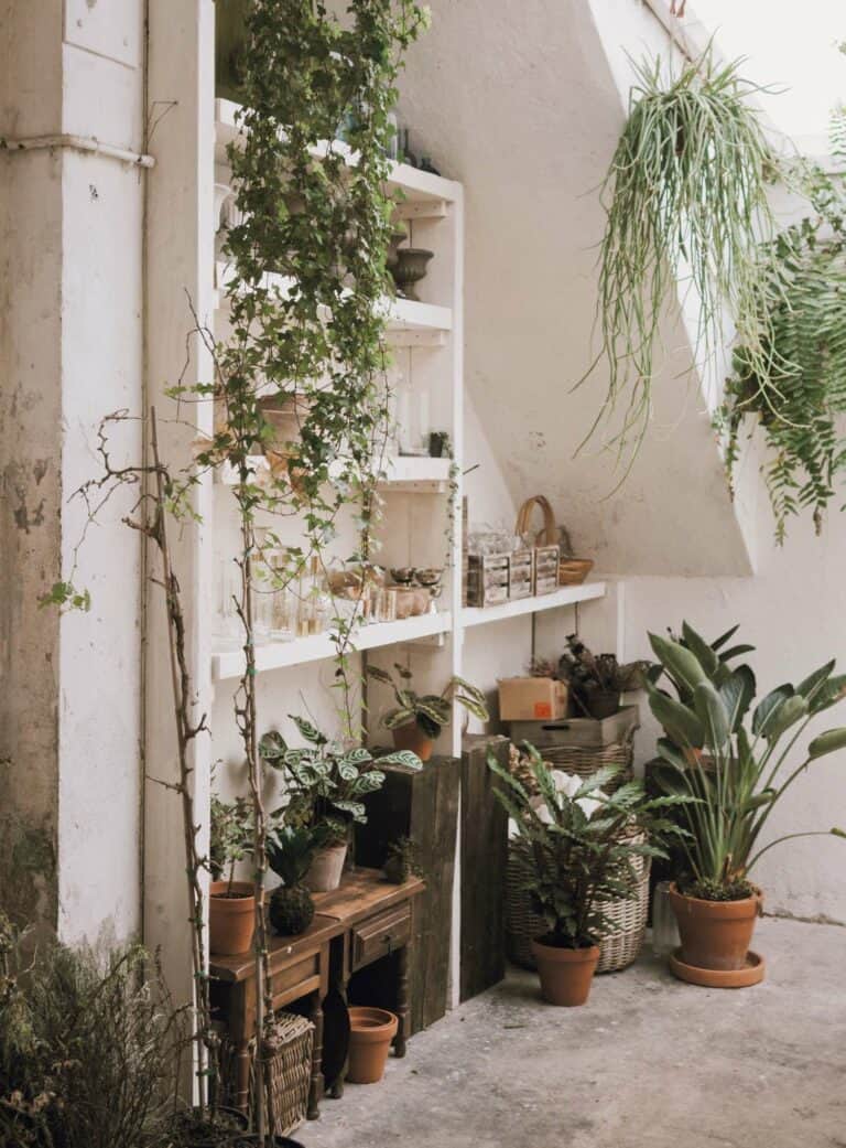 A book shelf full of plants.