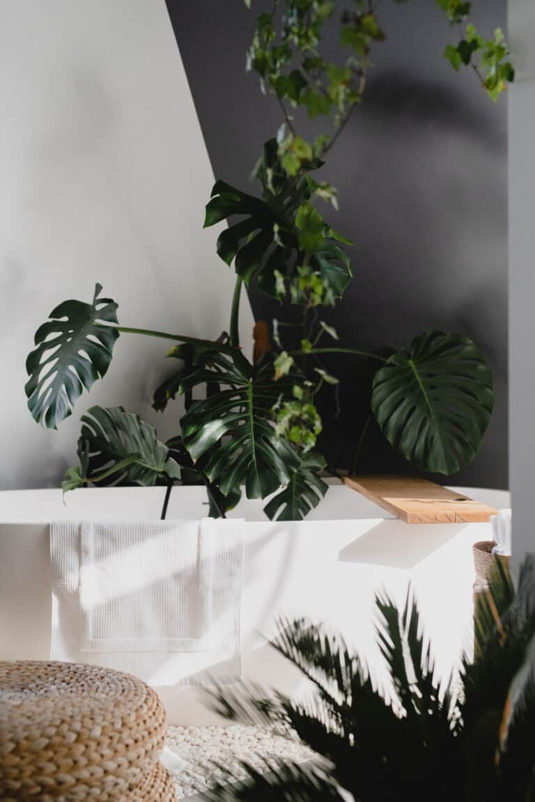 A large monstera plant sitting on a white table.