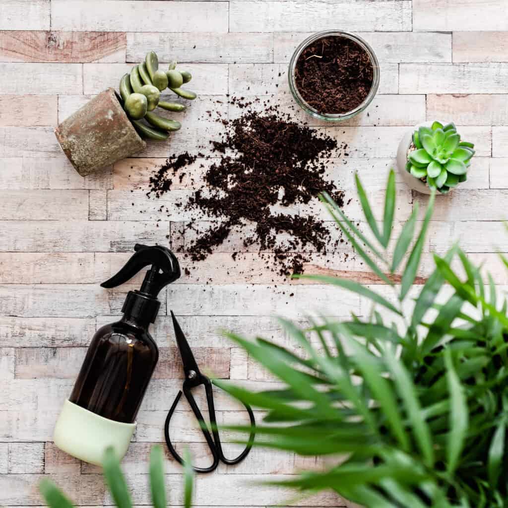 Succulents, dirt, scissors and a water spray bottle laying on a wood floor.