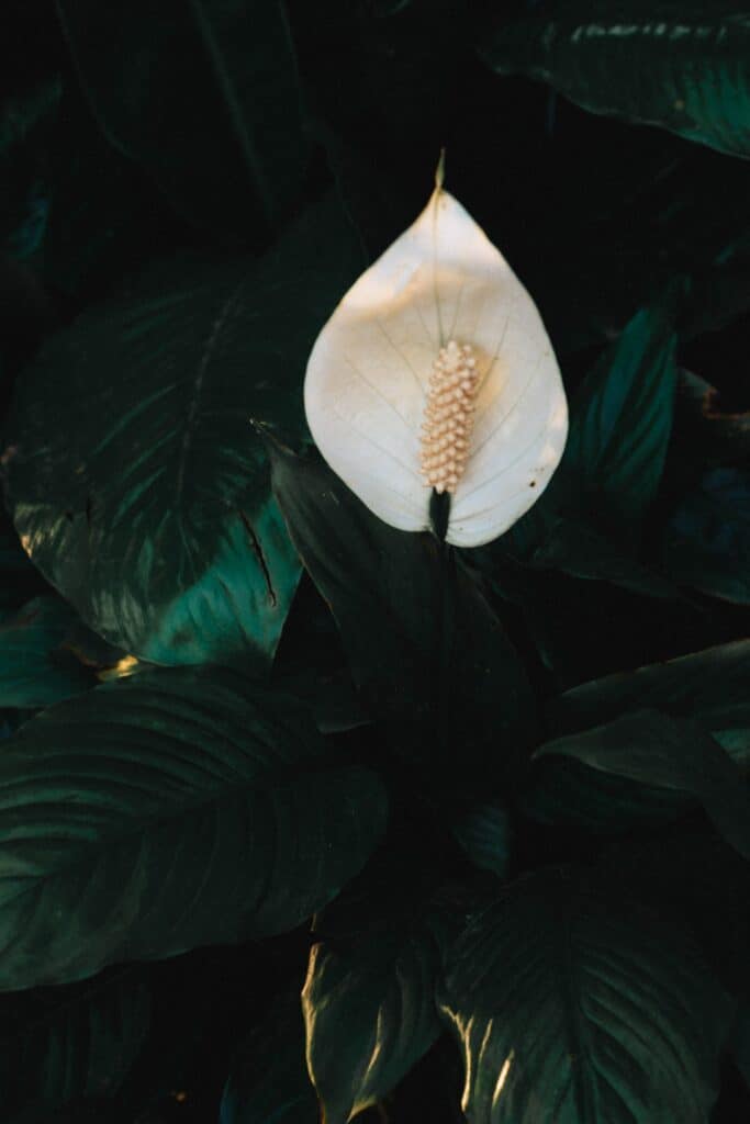 A very dark photo of a white peace lily flower.