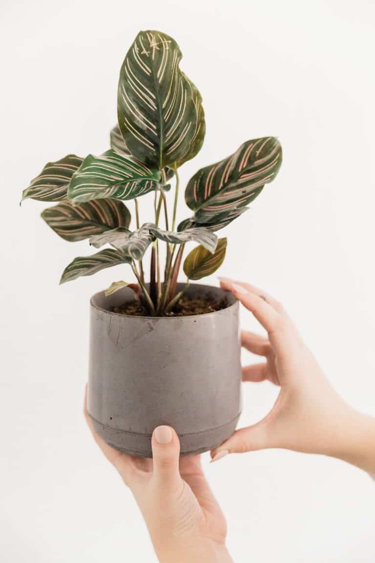 Top 10 Essential Plant Care Tips for New Plant Owners