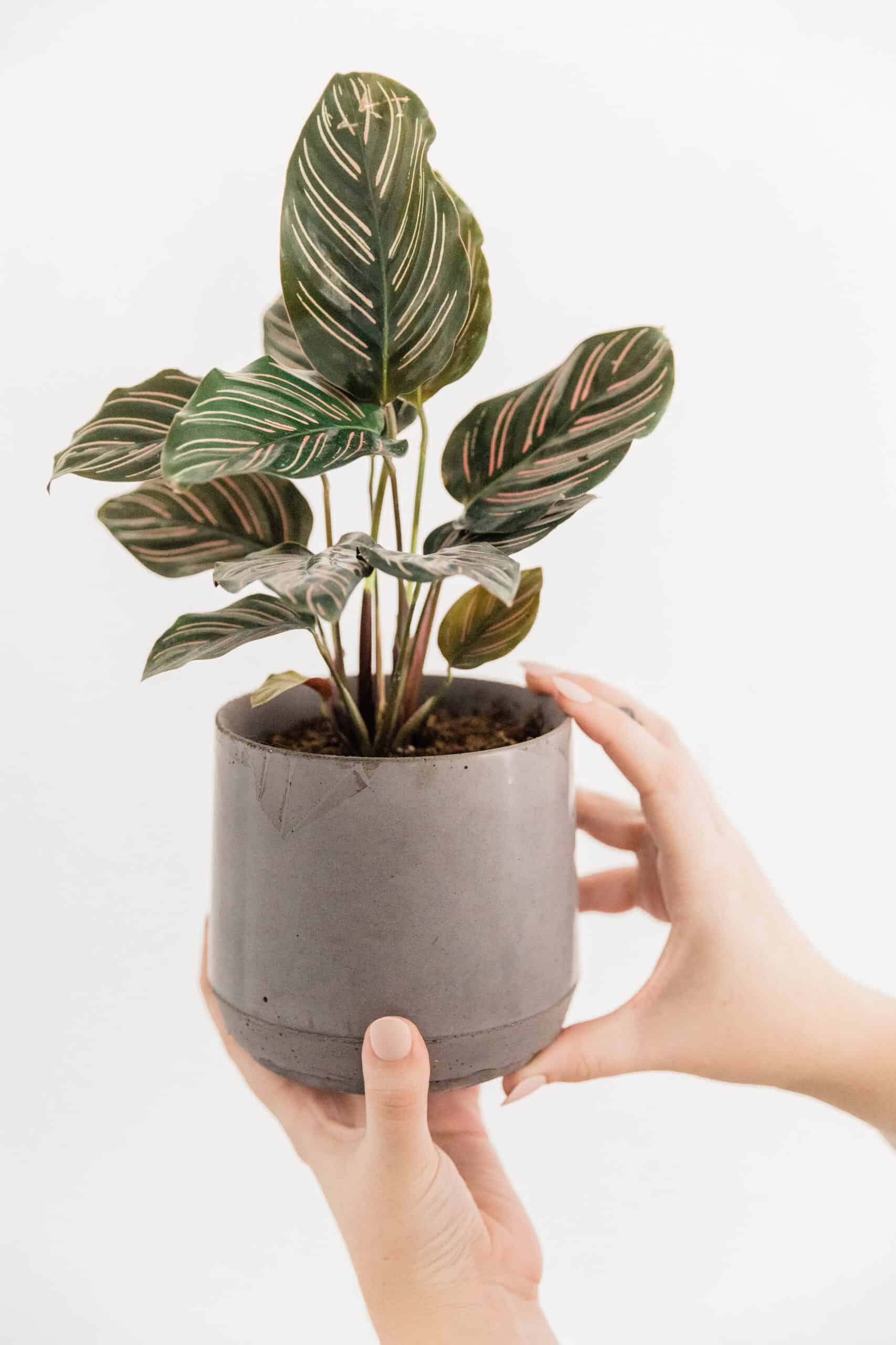 Hands hold up a pin stripped plant in a gray vase demonstrating plant care tips for new plant owners.