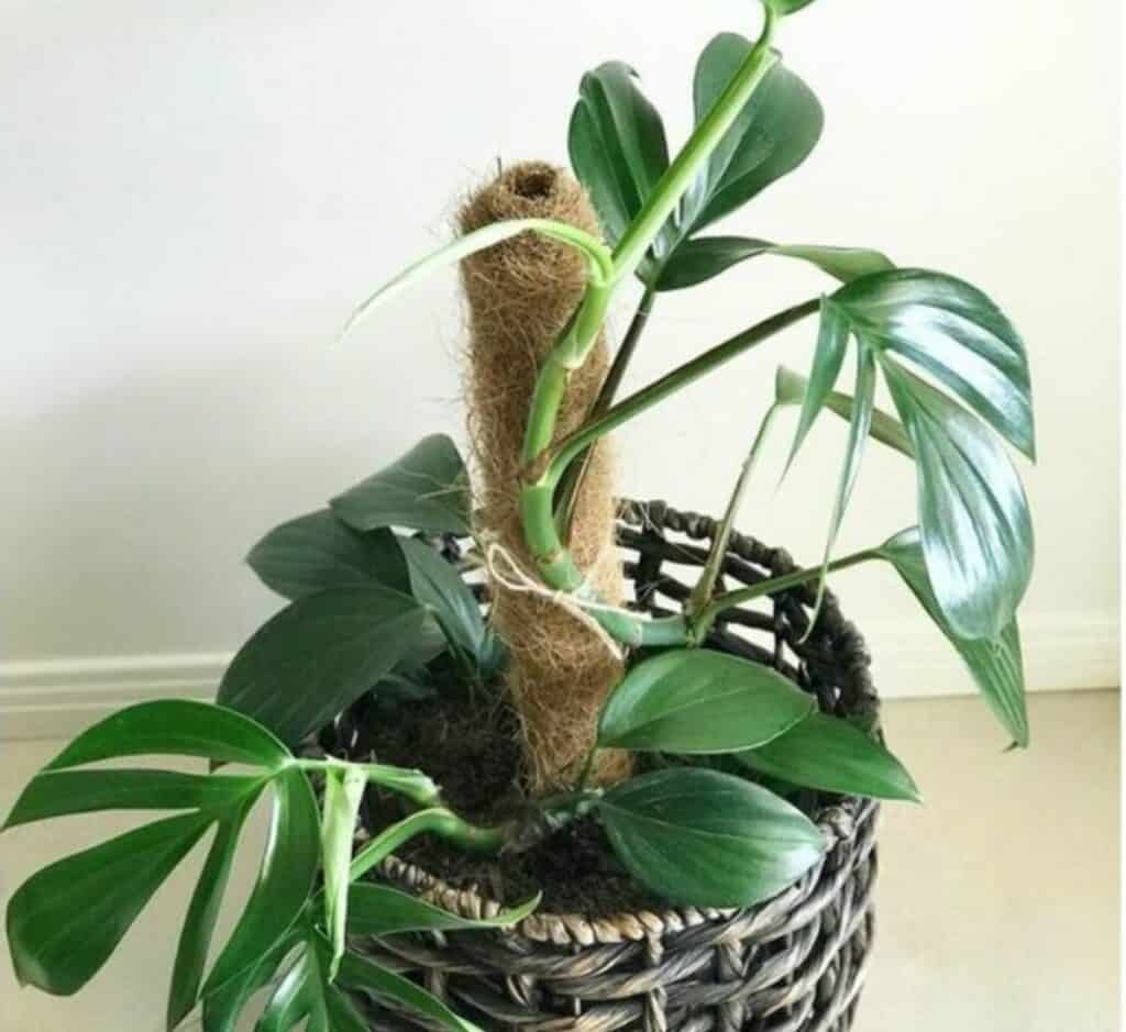 A dragon tail plant in a basket.