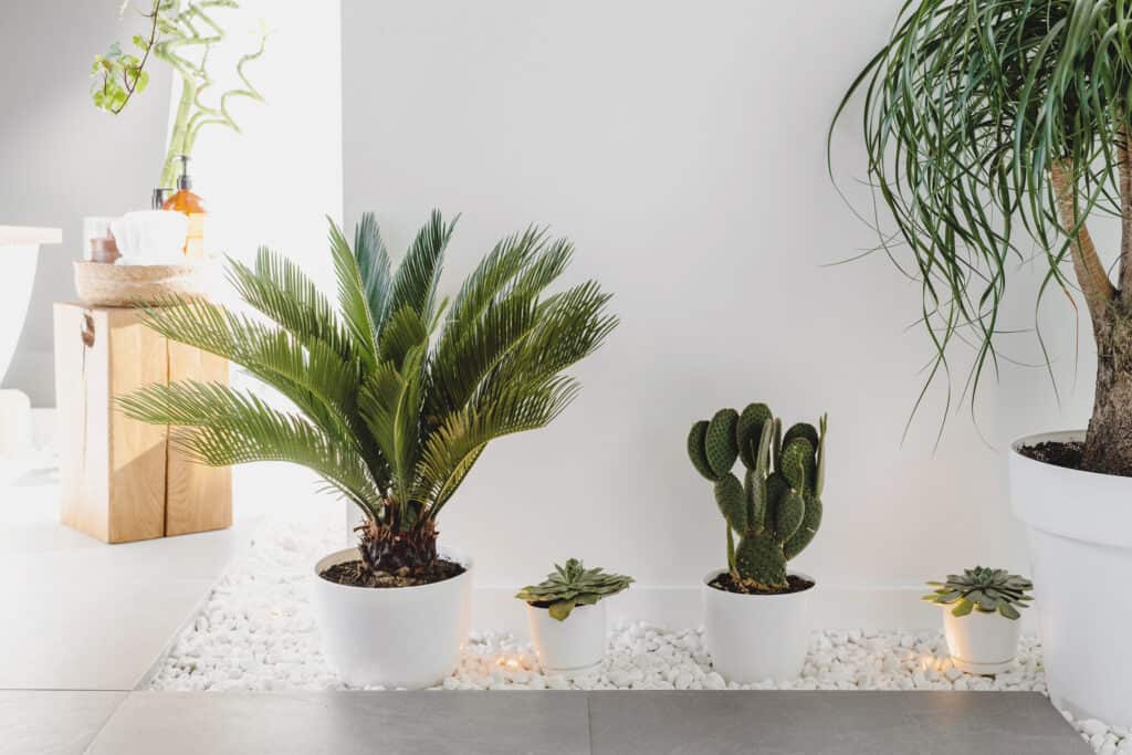 Plants in white vases on a white stone walking path.