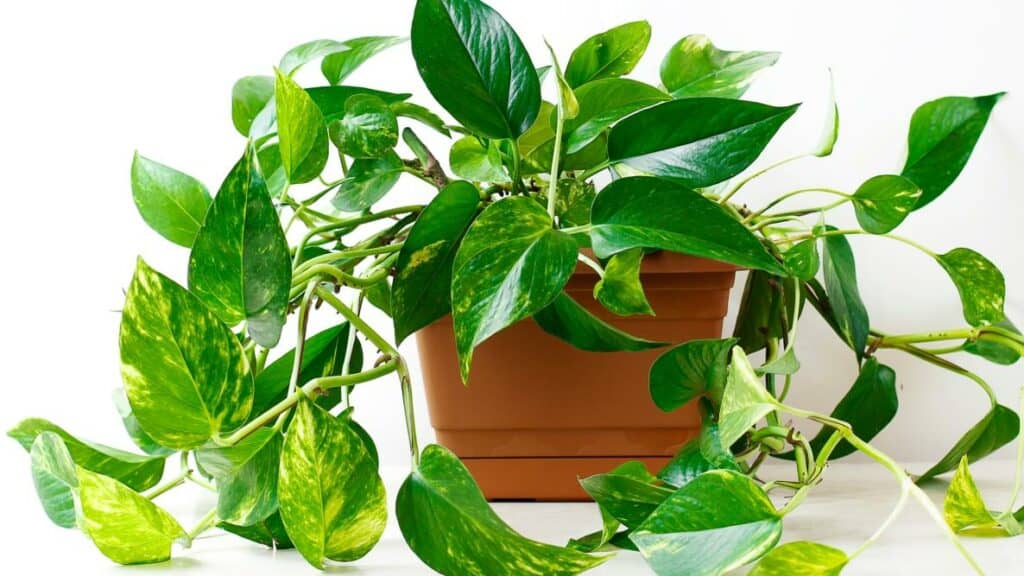 A pothos plant in an orange pot.