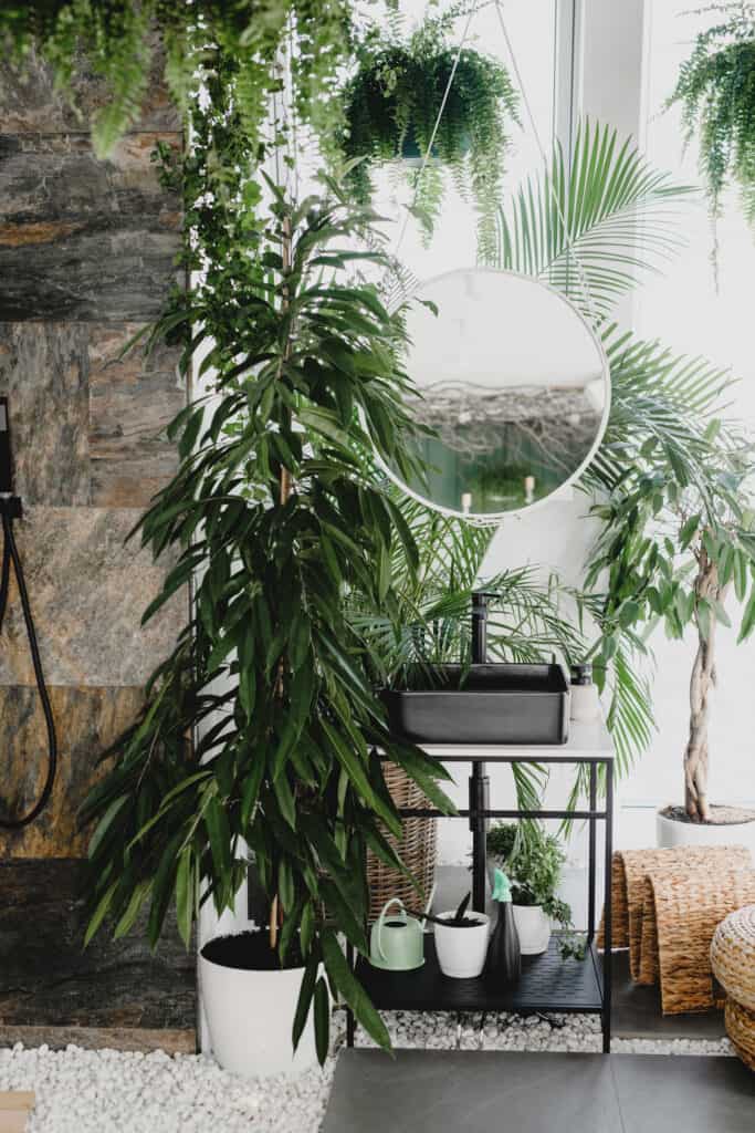 A rubber plant in a white pot with ferns hanging around it.