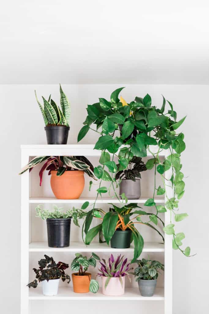A white shelf full of plants in pots.