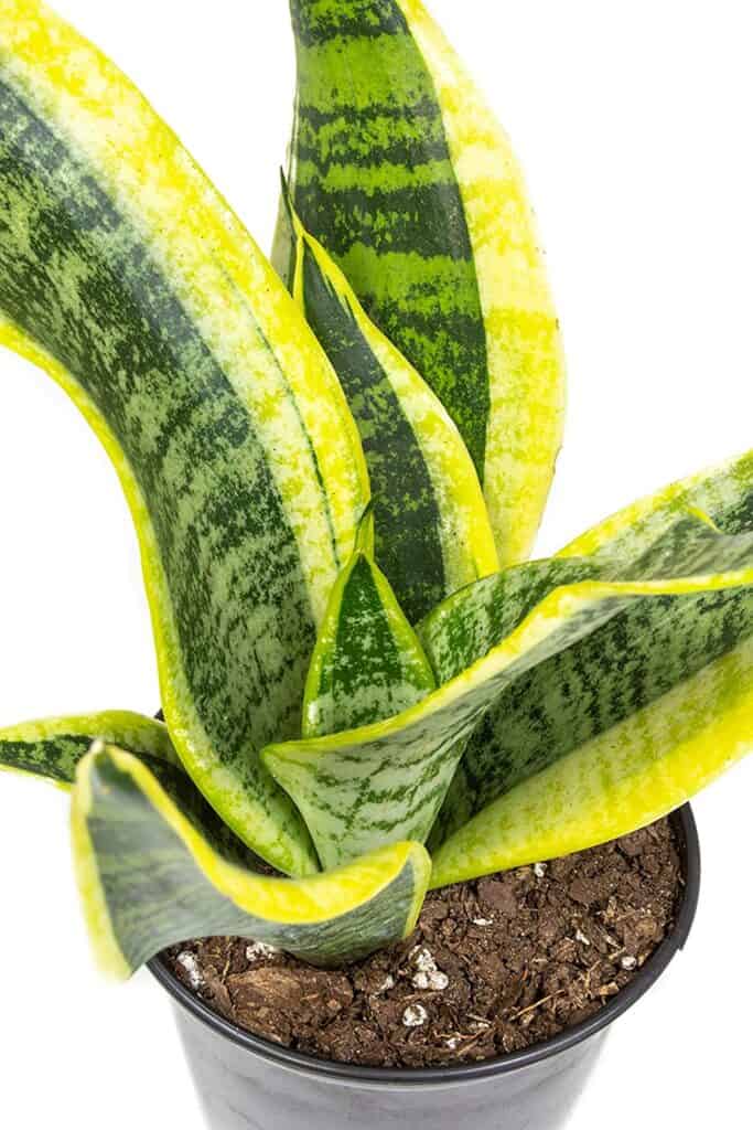 A snake plant in a black pot with dirt.