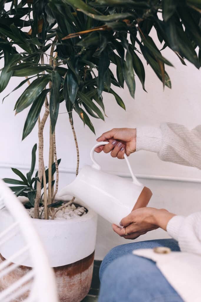 Song of India plant in a white planter pot being watered with a white watering pitcher.