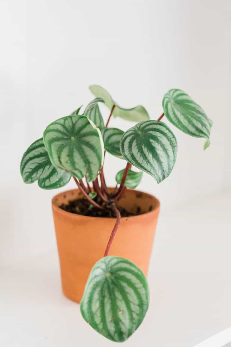 A watermelon peperomia in an orange pot.