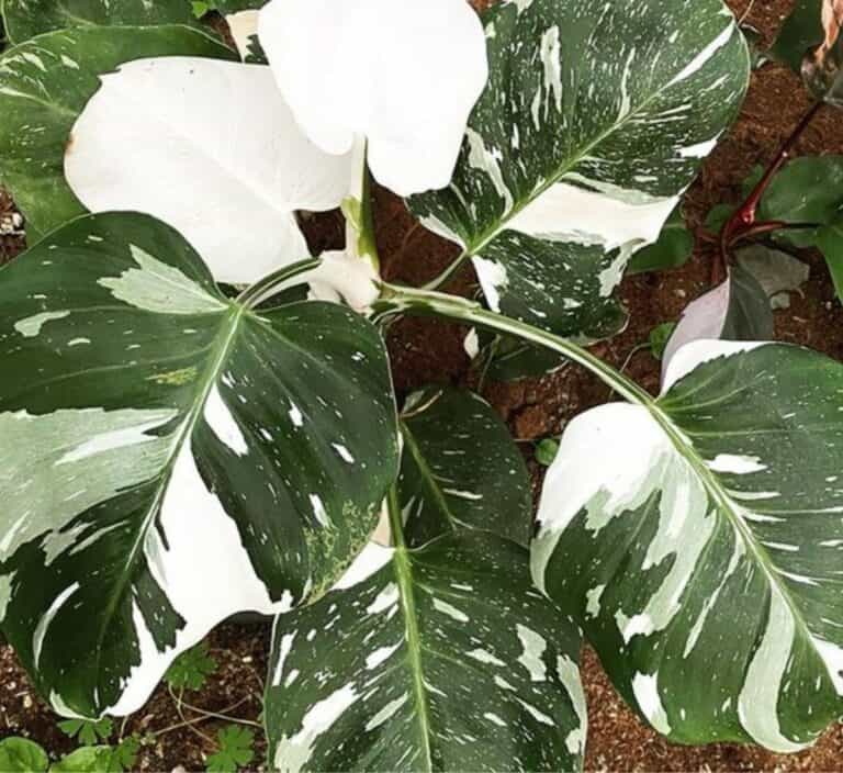 The Ultimate Guide To Cultivating and Caring for the White Princess Philodendron