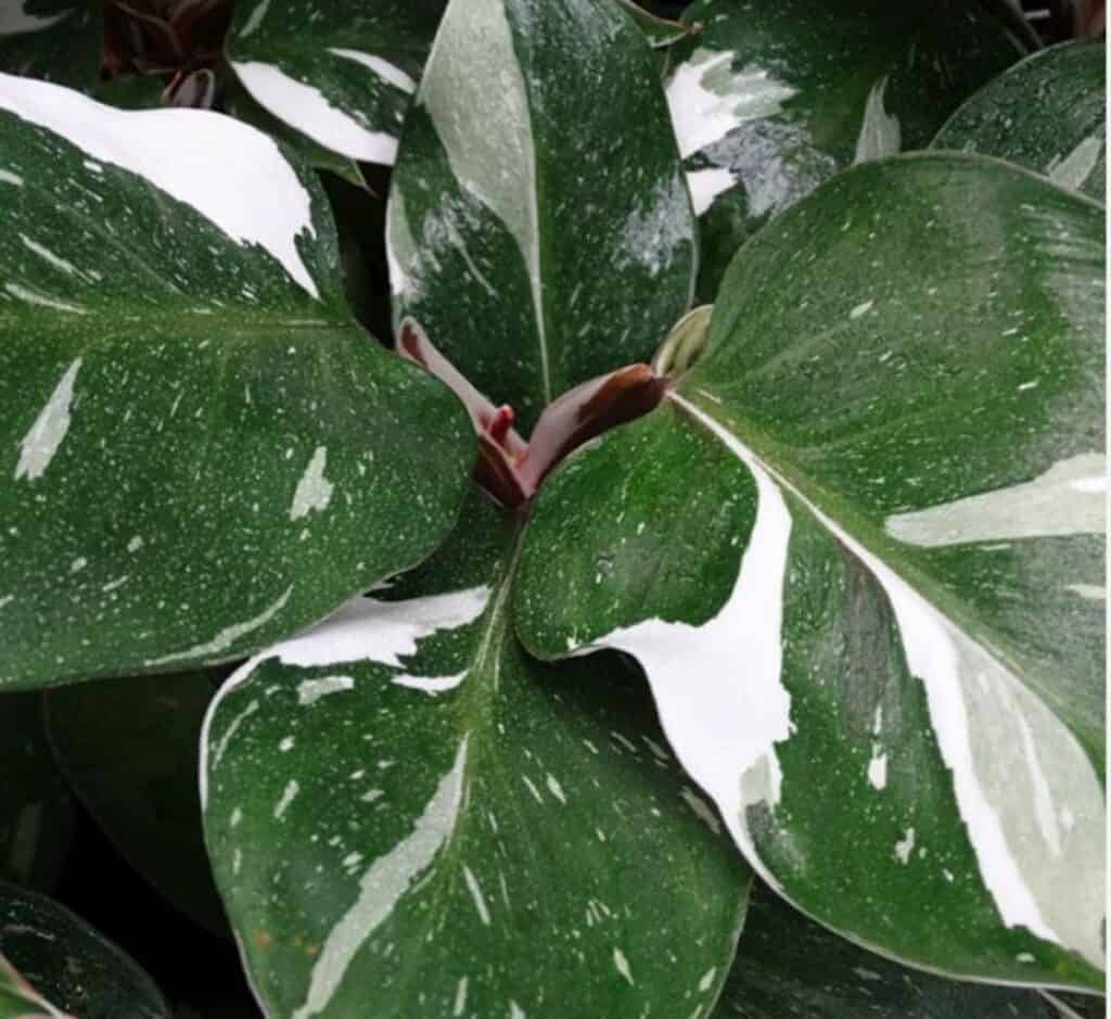 A close up photo of a white princess philodendron.
