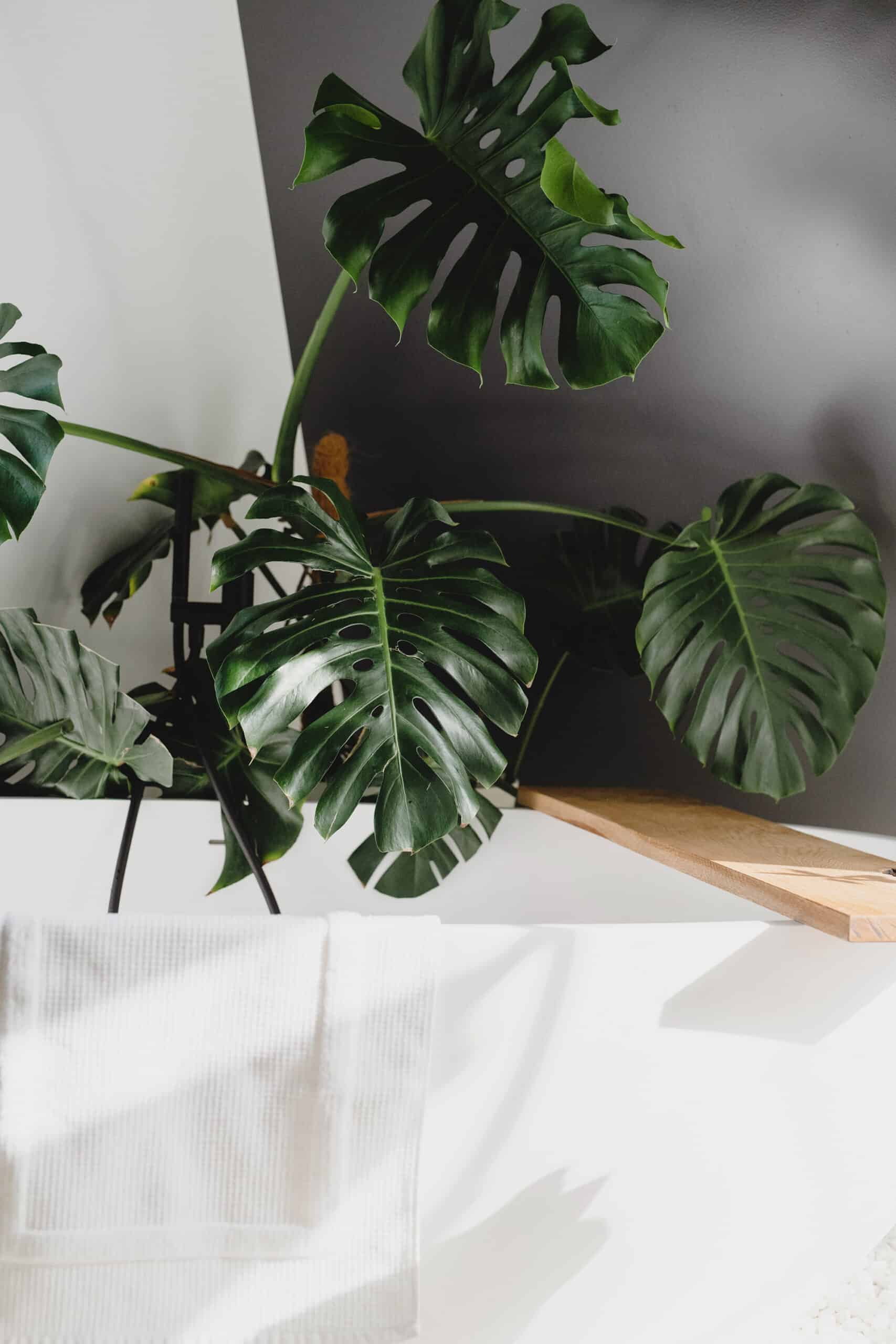 Why Are My Vegetable Plants Not Growing? Tips for a Thriving Garden