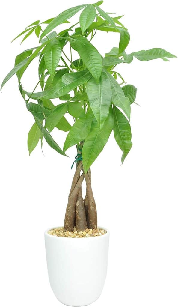 A z plant or money tree in a white pot with rocks on top.