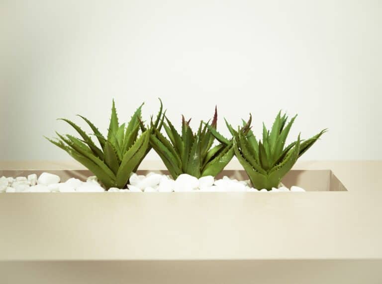 Aloe Vera Indoor Plant Care