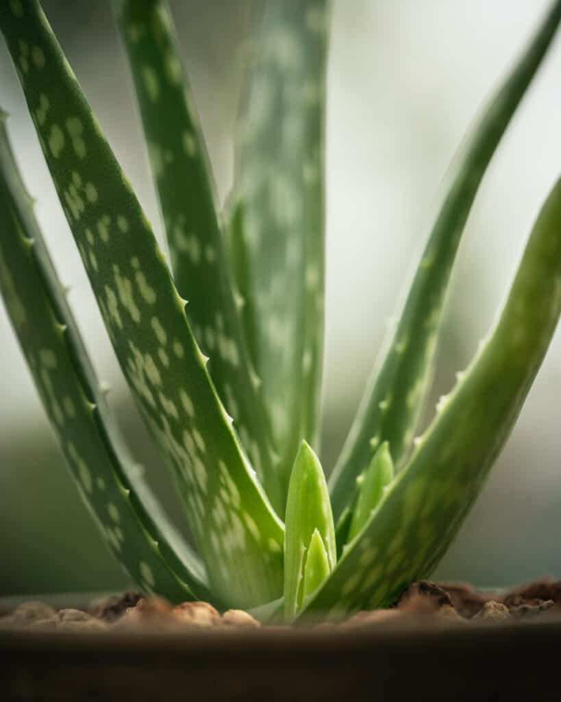 An up close photo of an aloe vera plant.