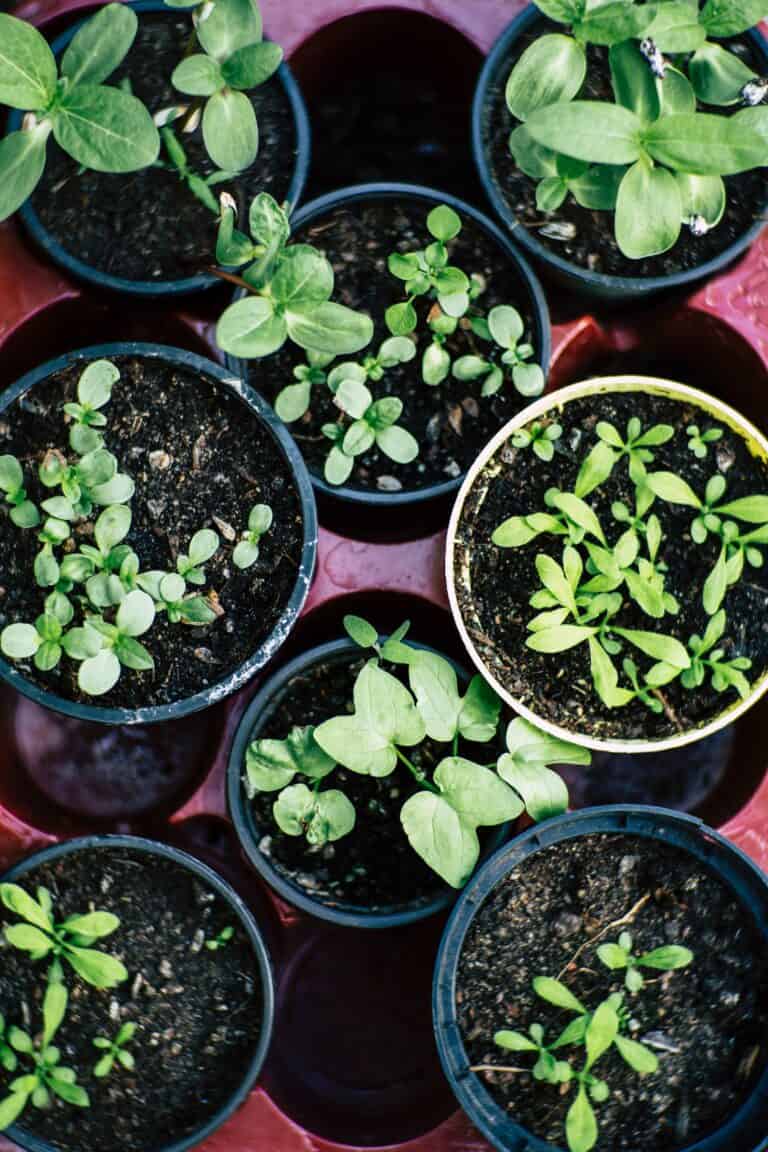 An overhead photo of many different vegetable plants in pots.