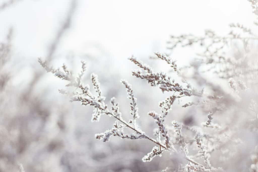 Branches of a tree covered in snow.